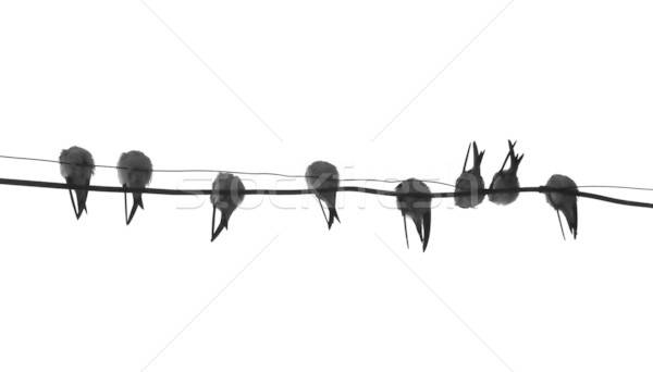 Stock photo: silhouette migrating swallow reposing on electric wire