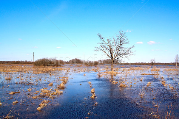   oak in water Stock photo © basel101658