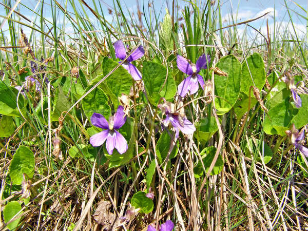 field flowerses amongst dry herb Stock photo © basel101658