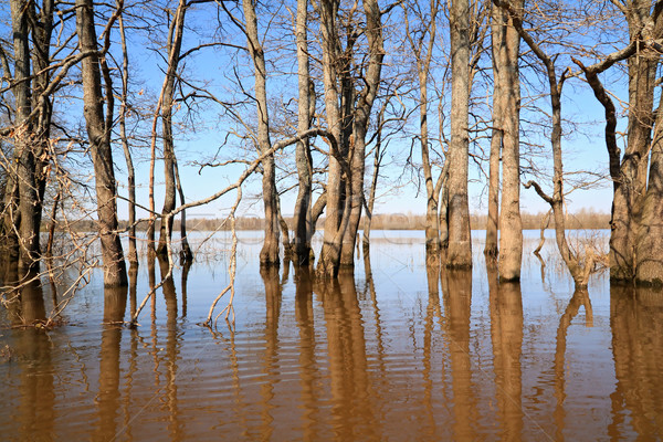 flood in oak wood Stock photo © basel101658