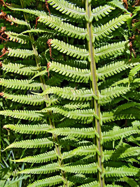 sheet of the fern  Stock photo © basel101658