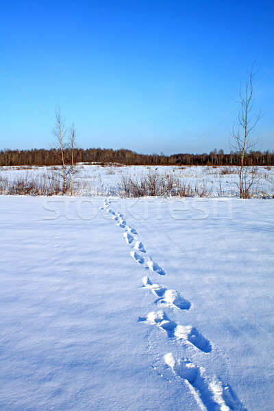 human traces on snow Stock photo © basel101658