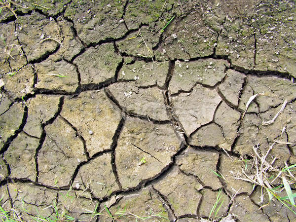 dry land Stock photo © basel101658