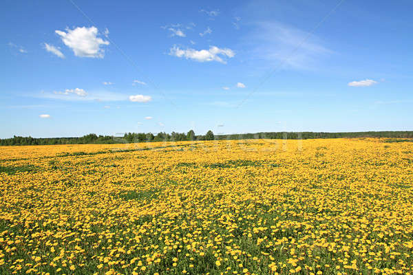 Löwenzahn Bereich Blume Frühling Gras Landschaft Stock foto © basel101658