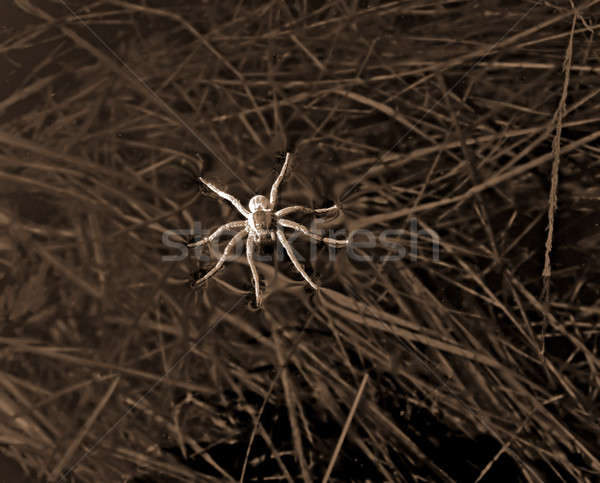 spider amongst herbs Stock photo © basel101658