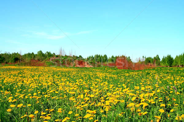 dandelions on field Stock photo © basel101658