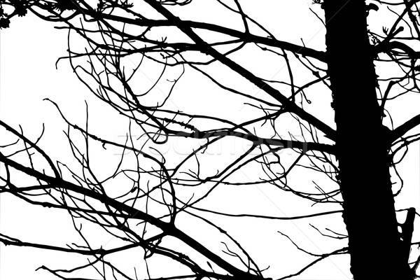 Vektor Zeichnung Silhouette Baum weiß abstrakten Stock foto © basel101658