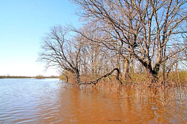 Wiosną powodzi wody lasu krajobraz basen Zdjęcia stock © basel101658