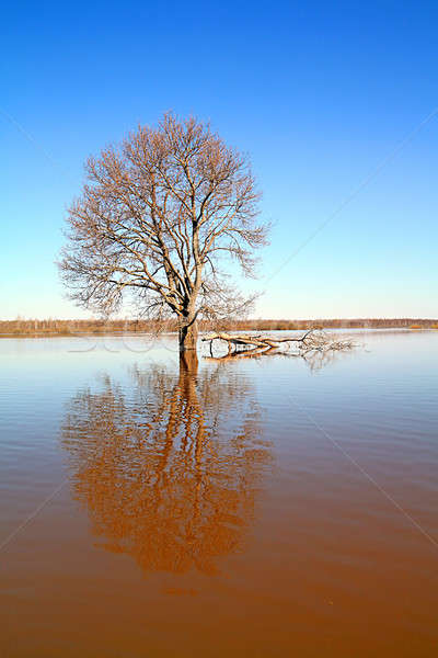Drzewo wody lasu krajobraz basen niebieski Zdjęcia stock © basel101658