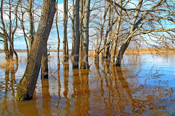 flood in oak wood Stock photo © basel101658