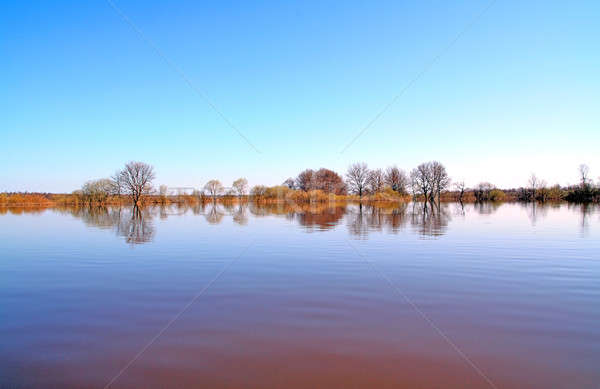 tree in water Stock photo © basel101658