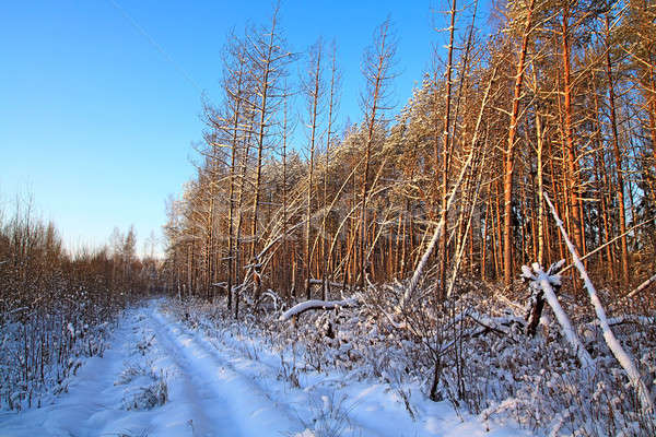 rural road in pine wood Stock photo © basel101658
