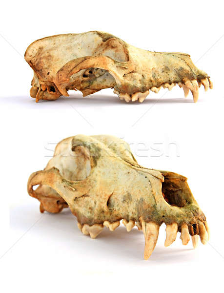 череп собака знак смерти зубов мертвых Сток-фото © basel101658