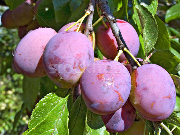 Prune branche design feuille fruits santé [[stock_photo]] © basel101658