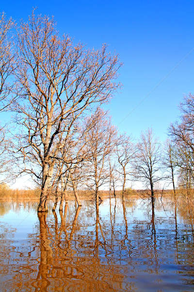 spring flood Stock photo © basel101658