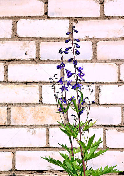 Stock photo: flower against brick wall