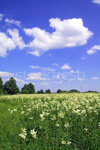 summer field Stock photo © basel101658