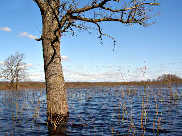 big oak in water     Stock photo © basel101658