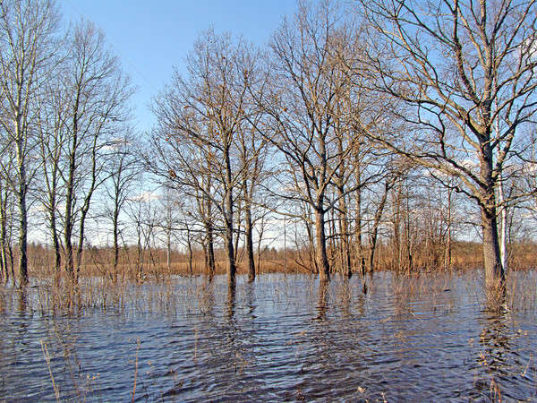 flood on river     Stock photo © basel101658
