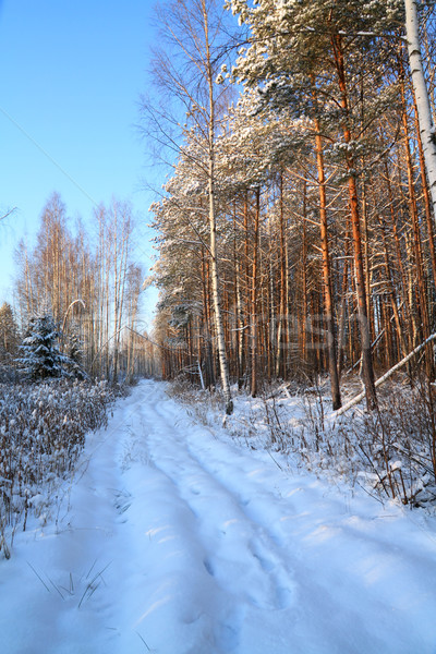 rural road in winter wood Stock photo © basel101658