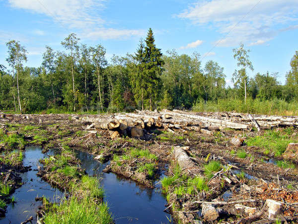 Drewna papieru lasu przemysłu martwych Zdjęcia stock © basel101658