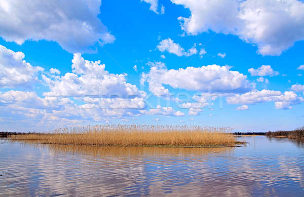 reed on lake Stock photo © basel101658