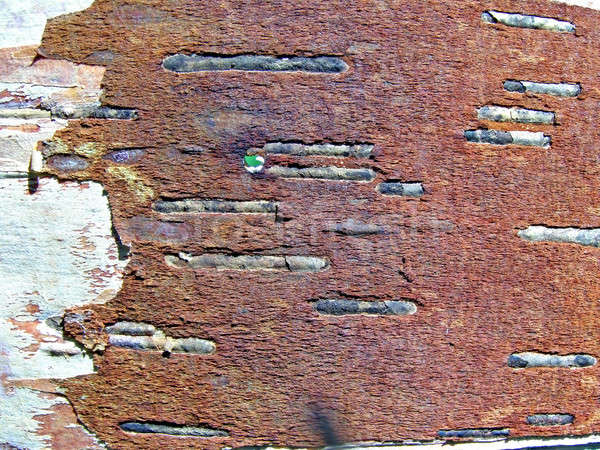 Tekstury brzozowy drewna streszczenie charakter tle Zdjęcia stock © basel101658