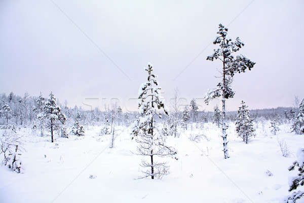 Drzewo śniegu niebo drewna dziedzinie pozostawia Zdjęcia stock © basel101658