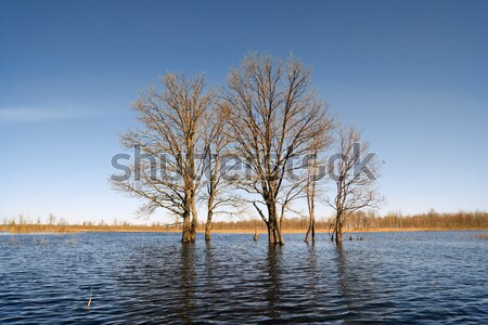 Faible chêne printemps inondations texture nature [[stock_photo]] © basel101658