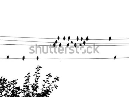 Vector dibujo aves cables naturaleza diseno Foto stock © basel101658