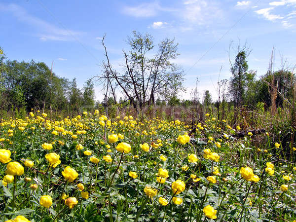 Stock photo: yellow flowerses on green field      