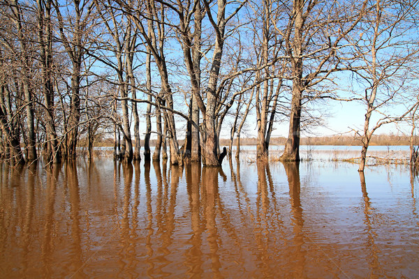 flood in oak wood Stock photo © basel101658