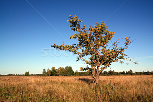 yellow oak on autumn field Stock photo © basel101658