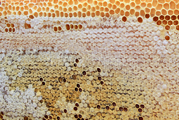 Bee honingraat voedsel natuur frame oranje Stockfoto © basel101658