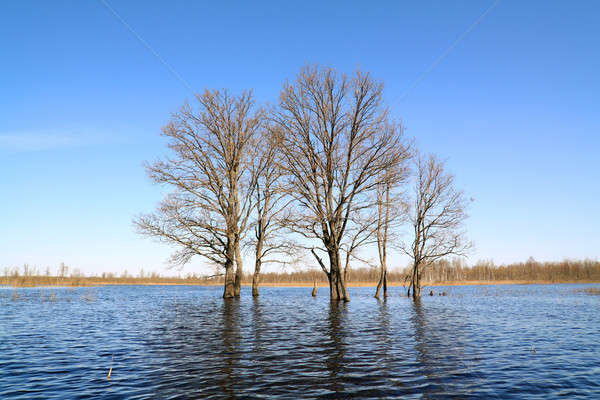 árvore água floresta paisagem piscina azul Foto stock © basel101658