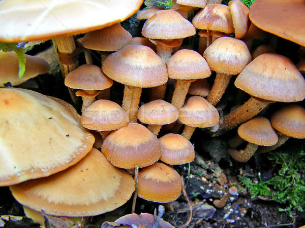 mushrooms on stump tree     Stock photo © basel101658