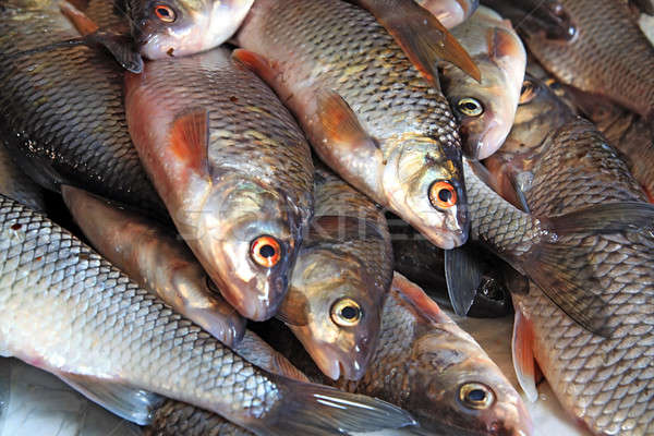 fish Stock photo © basel101658