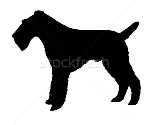 Stock photo: silhouette of the fox terrier isolated on white background