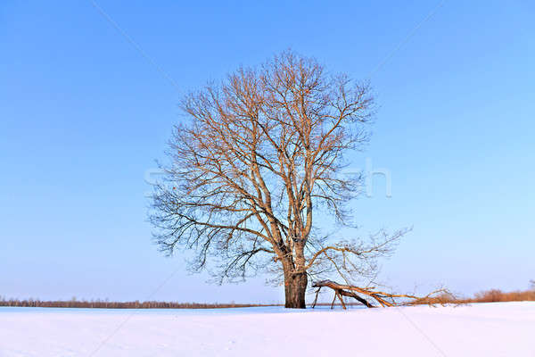 winter landscape Stock photo © basel101658