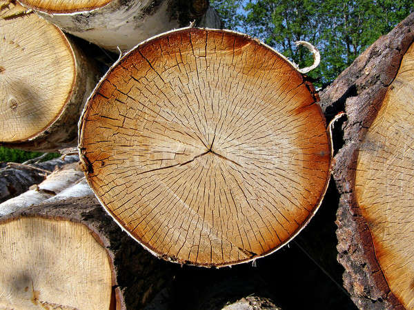 sawn up tree   Stock photo © basel101658