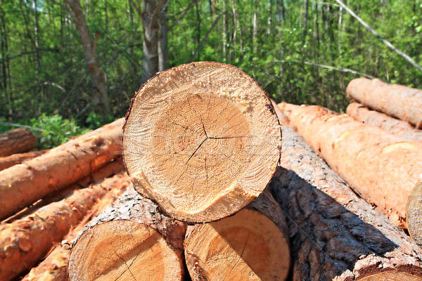 sawn up tree Stock photo © basel101658