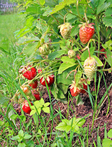 Erdbeeren Garten Essen Gesundheit Hintergrund Bauernhof Stock foto © basel101658