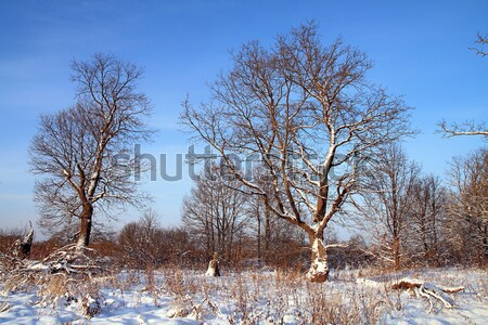 spring flood Stock photo © basel101658