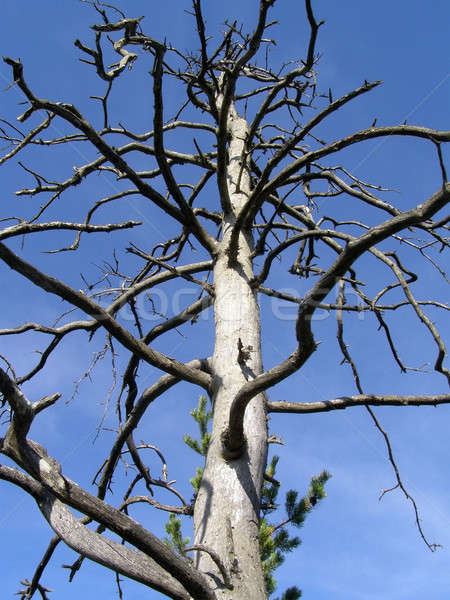 dry tree on background blue sky     Stock photo © basel101658