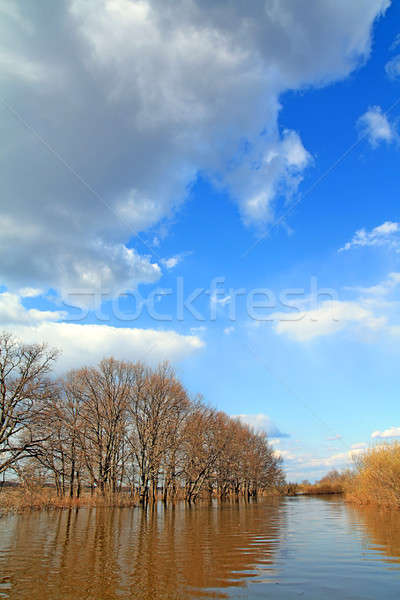 flood in oak wood Stock photo © basel101658