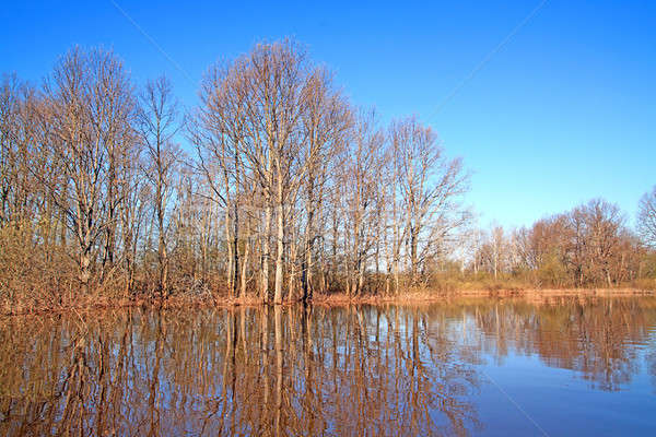 tree in water Stock photo © basel101658