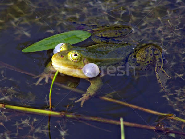 frog in marsh Stock photo © basel101658