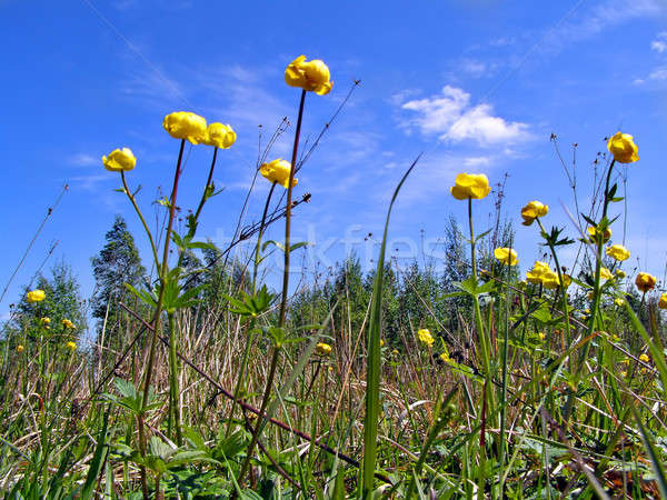 Gelb grünen Bereich Natur Garten Schönheit Stock foto © basel101658