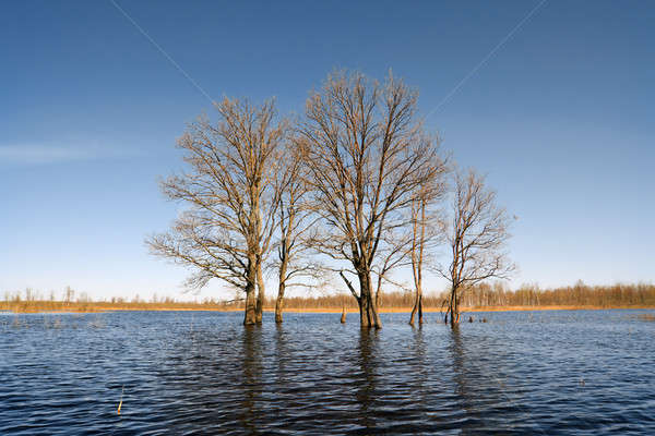 árvore água floresta paisagem piscina azul Foto stock © basel101658