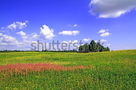 Verano campo árbol primavera hierba paisaje Foto stock © basel101658